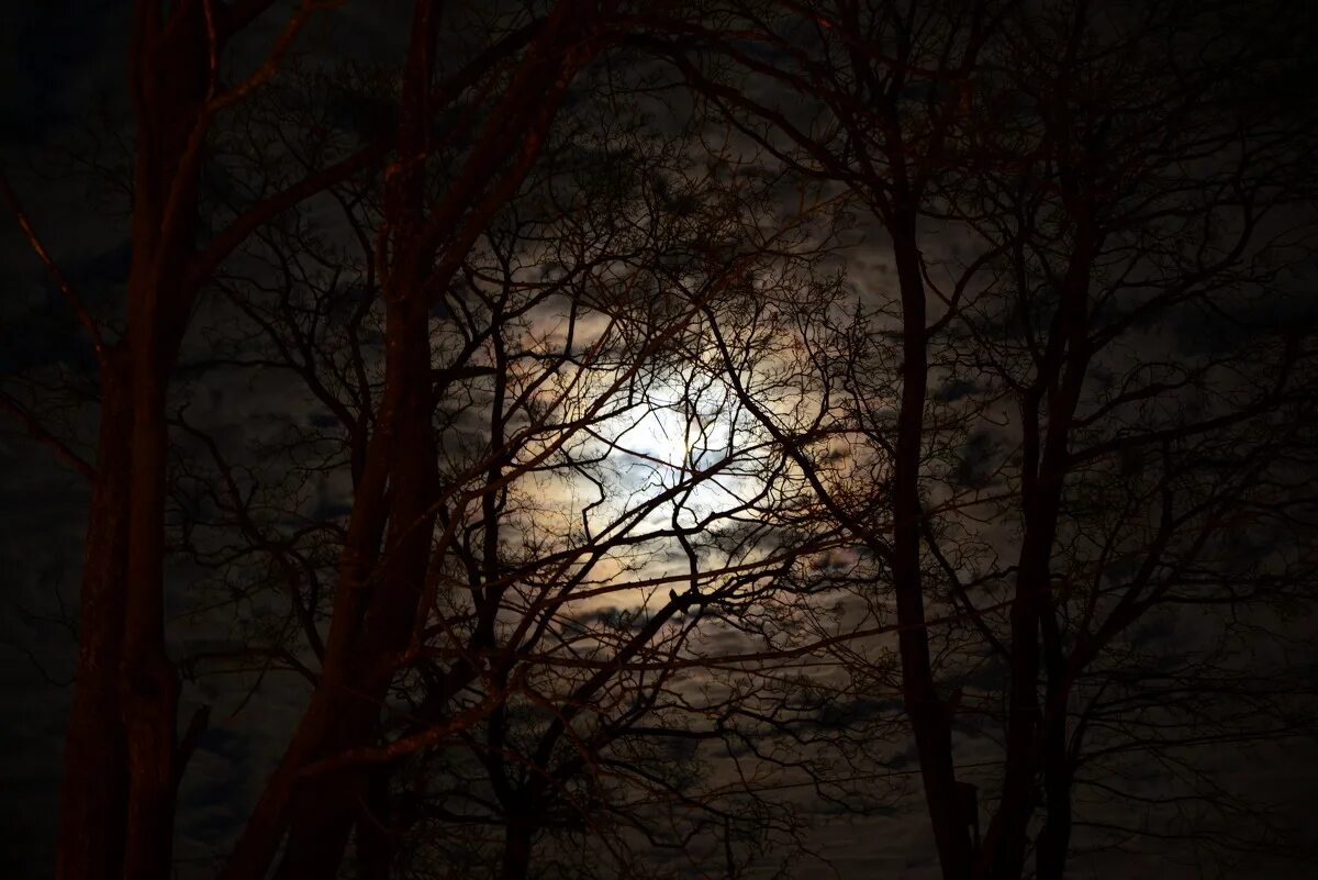 Картинка рассвет через ветки деревьев. Through the branches. Through the branches. Through the branches. Through the branches.