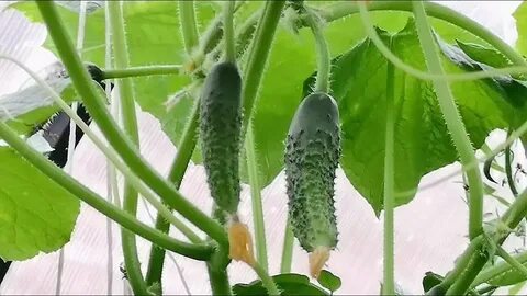 Посадка огурцов кураж