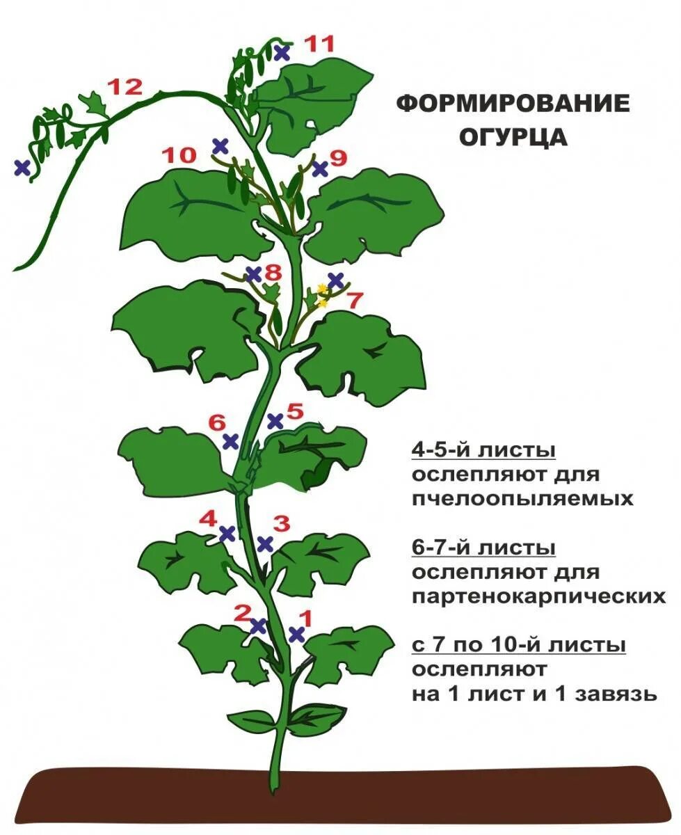 Нужно ли обрывать первые цветы. Огурцы прищипывание боковых побегов. Огурец прищипка побега. Боковые побеги пасынковать. Огурцы прищипывание в теплице схема.