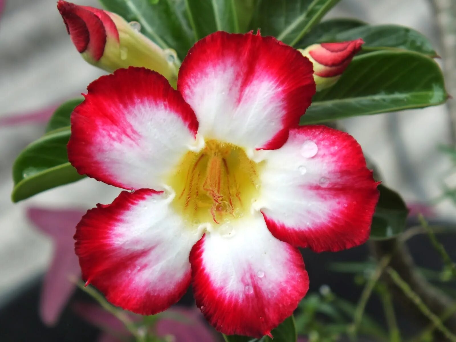 адениум уондер мист. адениум бордовый. Dha multi petals adenium. адениум superba. адениум ленд интернет.
