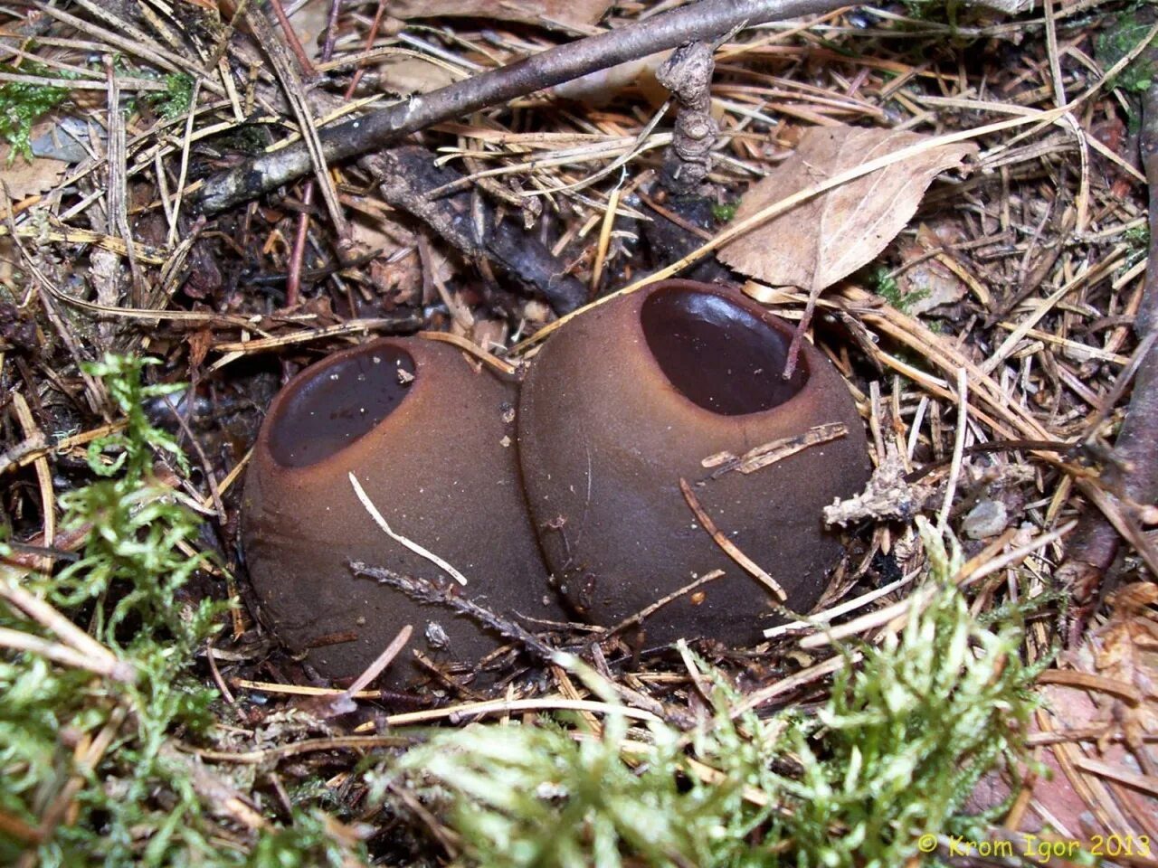 Молодильный гриб саркосома. Саркосома шаровидная Sarcosoma globosum. Сорко с шаровидная гриб. Саркосома шаровидная гриб. Молодильные грибы Саркосома шаровидная.