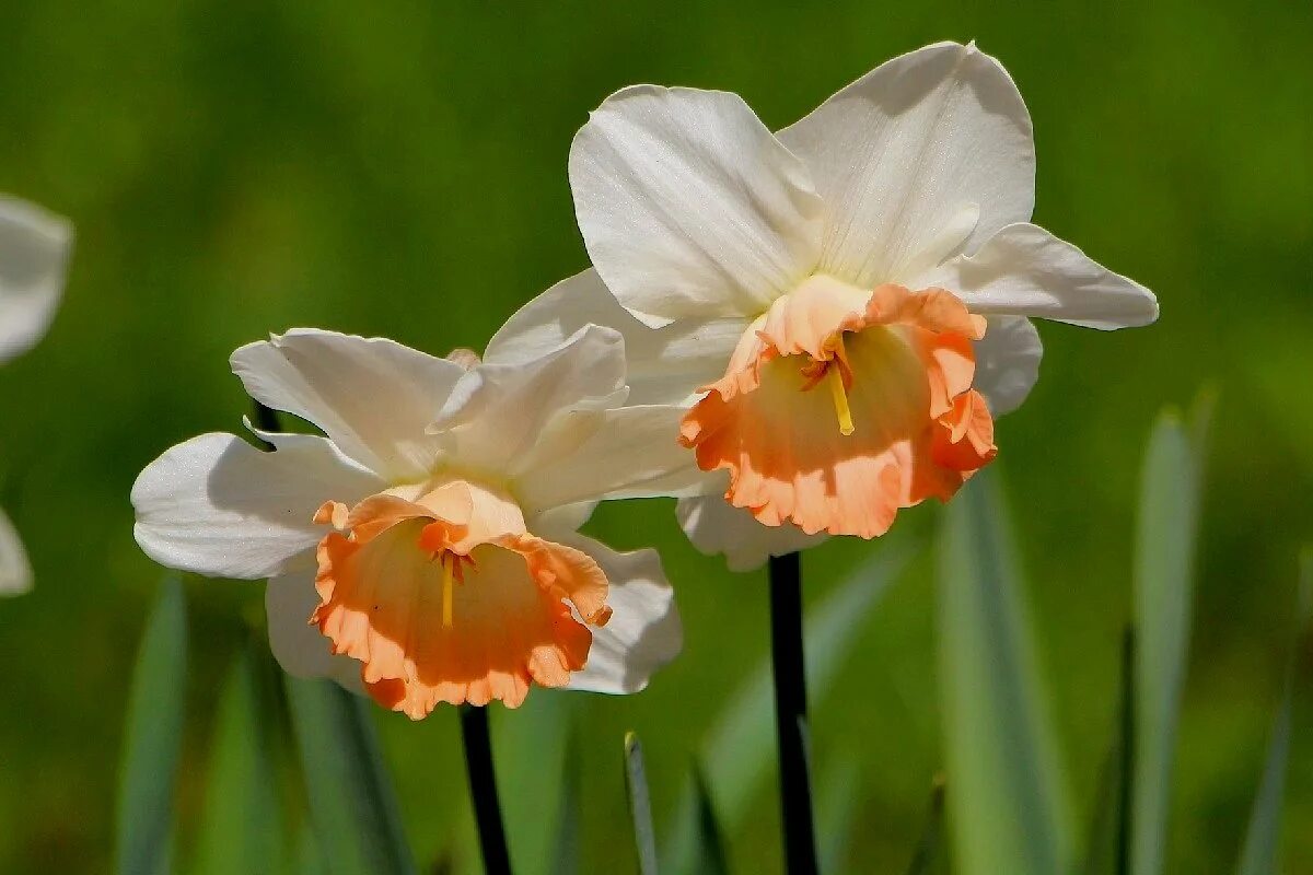 нарцисс сноу фриллз. Hope narcissus. Hope narcissus. Hope narcissus. Hope narcissus.