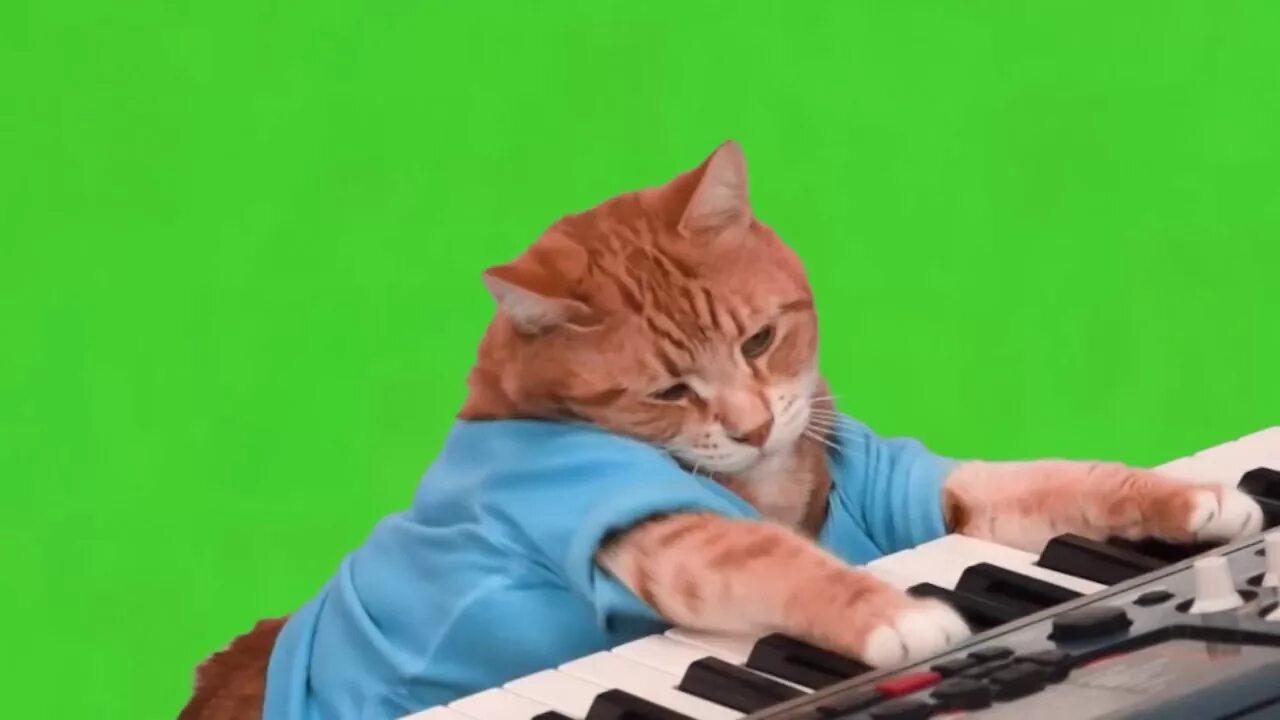 Кот хромакей видео. Кот на хромакее. кот играющий на синтезаторе. котик с синтезатором. котик играет на синтезаторе.