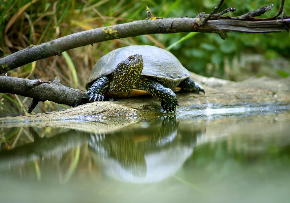 Какие черепахи относятся к морским. Красноухая Болотная черепаха. Среднеазиатская Болотная черепаха. Морская Болотная черепаха. Красноухая Болотная черепаха аквариум.