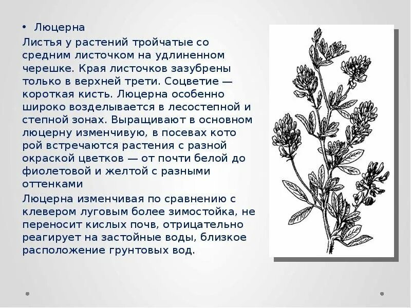 Люцерна синегибридная. Люцерна характеристика. Люцерна посевная medicago sativa. Люцерна синегибридная сидерат. Люцерна сиреневая.