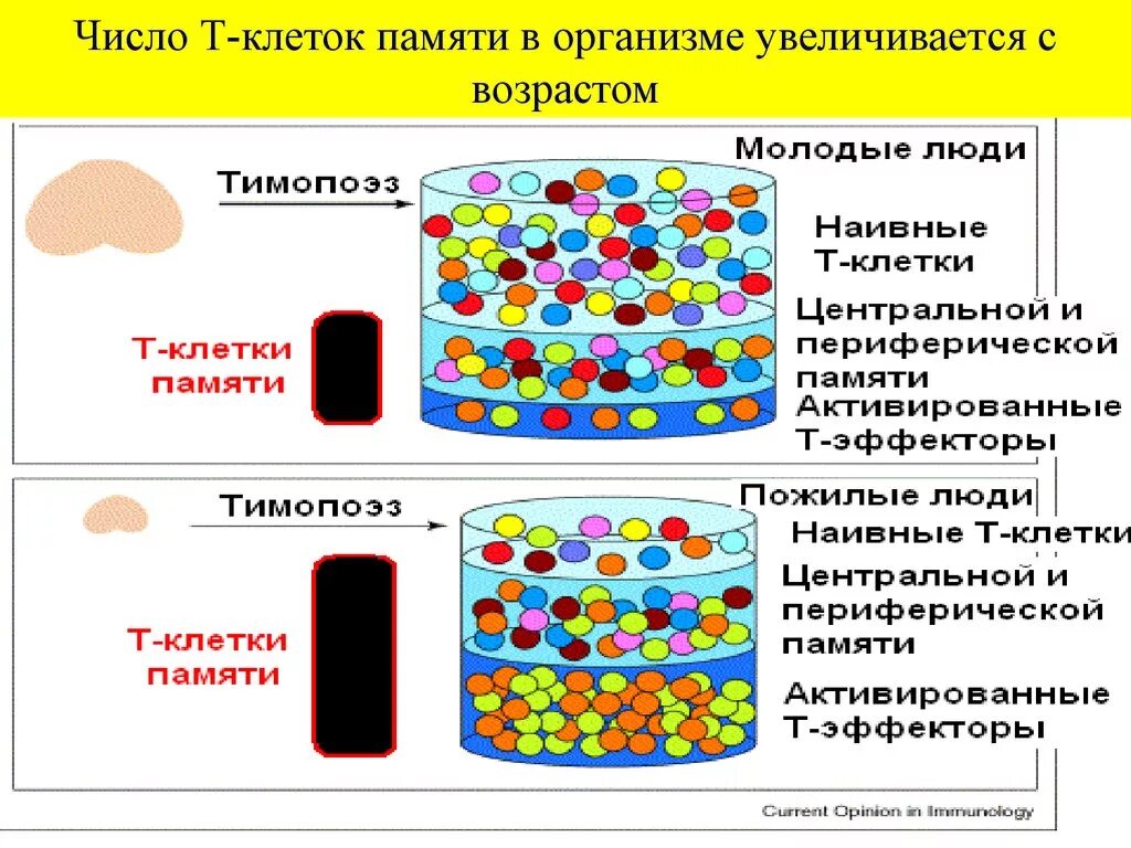 Количество т клеток. Т клетки иммунологической памяти это. Т клетки иммунной памяти функция. B клетки памяти функции. Формирование клеток памяти.