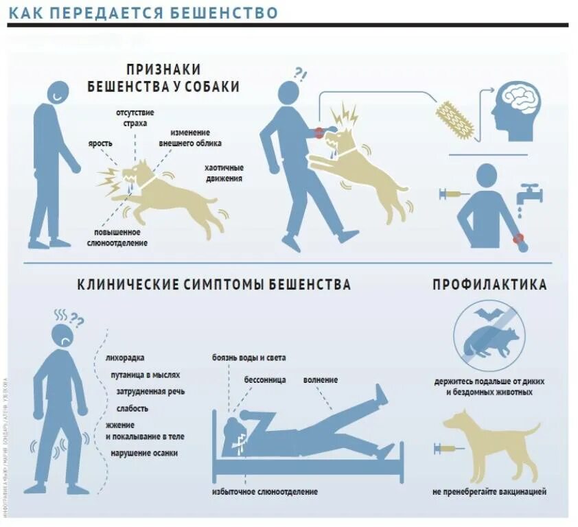 Через сколько проявляется бешенство у собак. Признаки бешенства у человека. Профилактика бешенства у животных памятки.