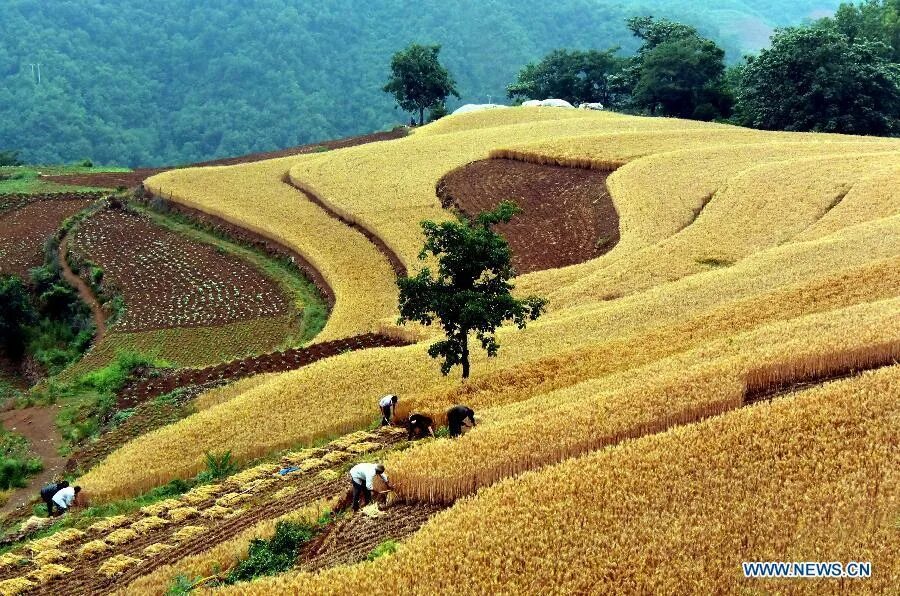Японская пшеничная. Пшеничные плантации в Индии. Сельское хозяйство Китая пшеница. Пакистан земледелие. Сельское хозяйство восточного Китая.