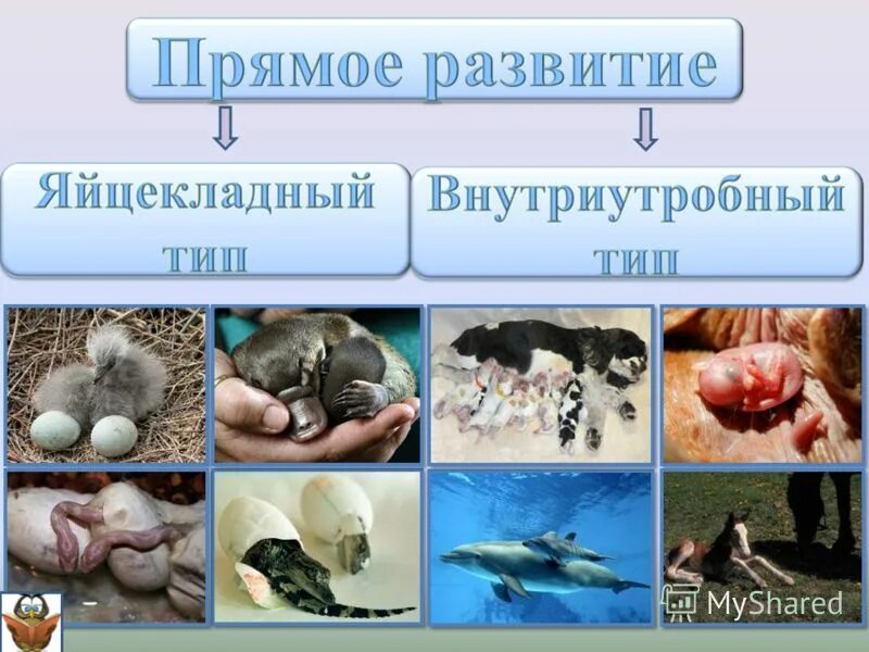 Яйцекладный тип онтогенеза. Связь между матерью и плодом. Внутриутробные млекопитающие. Зародыш в матке млекопитающих. Стадии внутриутробного развития млекопитающих.