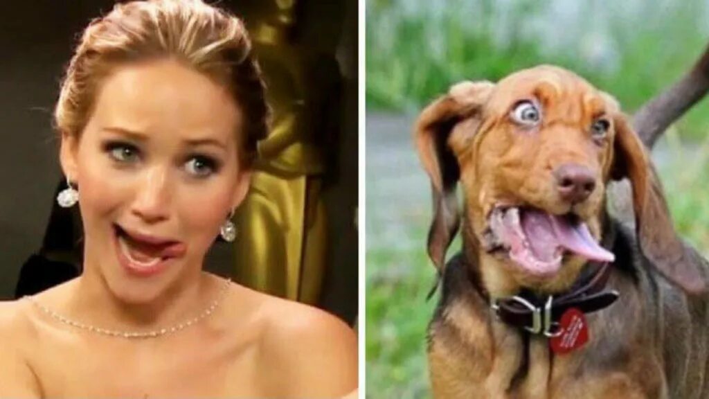 You are dog now
