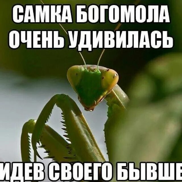 самку богомола напрягает быт. самка богомола приколы. крайняя степень изумление женщина прикол. шутки про самку богомола. смешное высказывание про удивление.