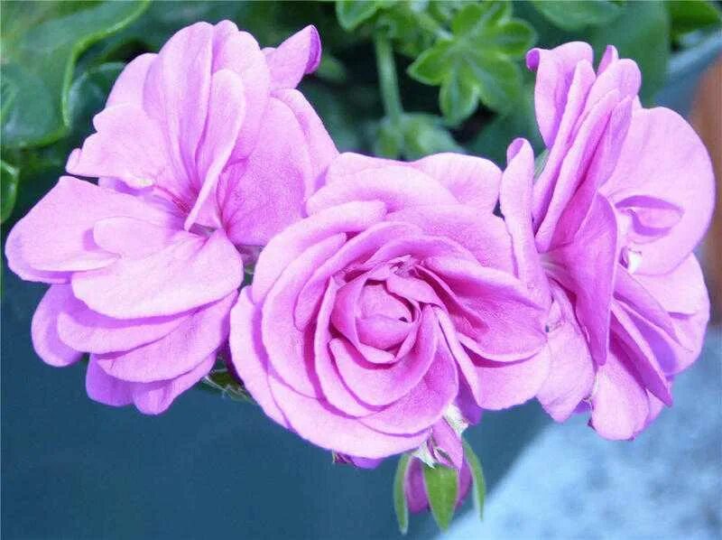 Голубой дунай пеларгония. Mauve beauty пеларгония. пеларгония плющелистная лиловая. плющелистная пеларгония pac ametist. пеларгония плющелистная mauve beauty.