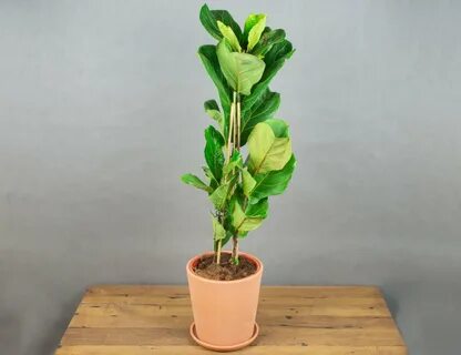 Колумнарис фикус