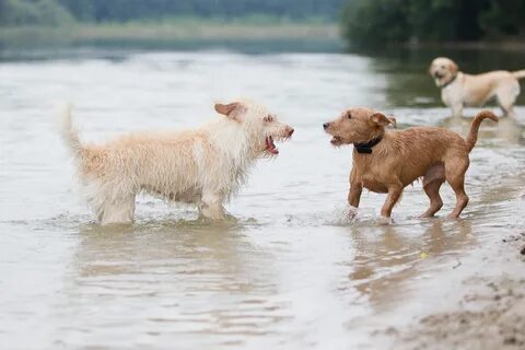 Others dog