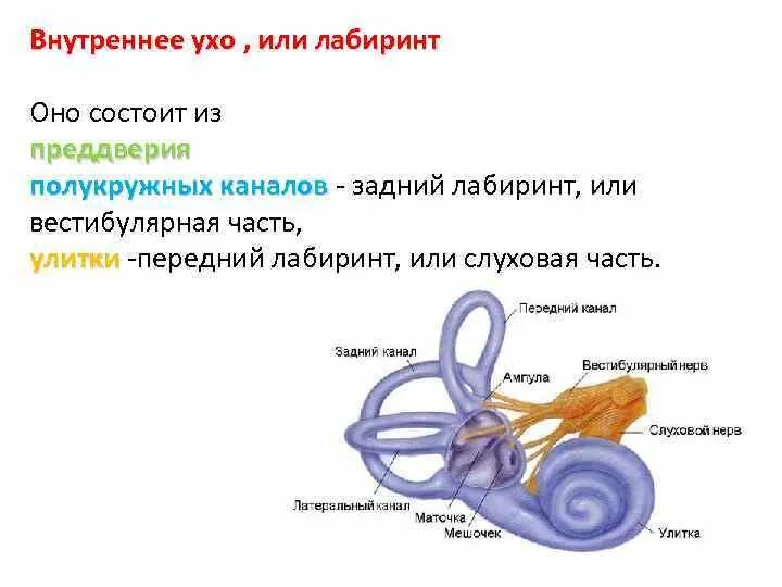 Преддверие внутреннего уха. Внутреннее ухо или Лабиринт. Преддверие внутреннего уха строение. Внутреннее ухо Лабиринт.