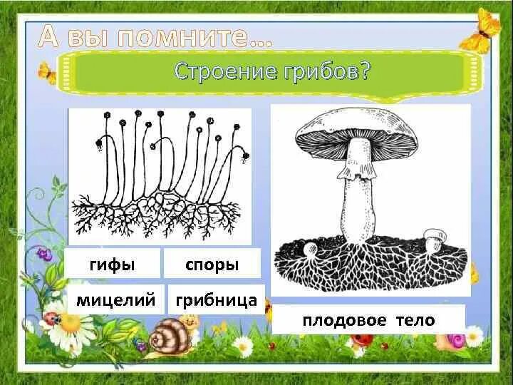 Мицелий гриба гиф. Строение грибов мицелий гифы. Строение гриба с гифами. Грибы мицелий строение гриба. Строение гриба гифы мицелий.