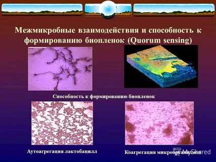 Биопленка полости рта