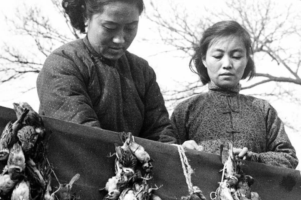 Мао Цзэдун уничтожение Воробьев. Китай истребление Воробьев 1958. Мао Цзэдун геноцид Воробьев.