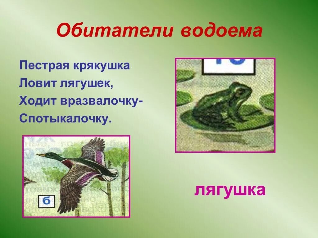 Загадка водоем. Обитатели водоемов. Обитатели водоемов презентация. Обитатели пресных водоемов. Обитатели водоемов для дошкольников.