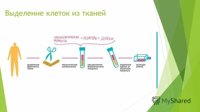 Исследование выделения клеток. Методы изучения клеток биология 10 класс. Цитологическое исследование пунктатов молочной железы. Выделение клетки. Методы изучения цитологии 10 класс.