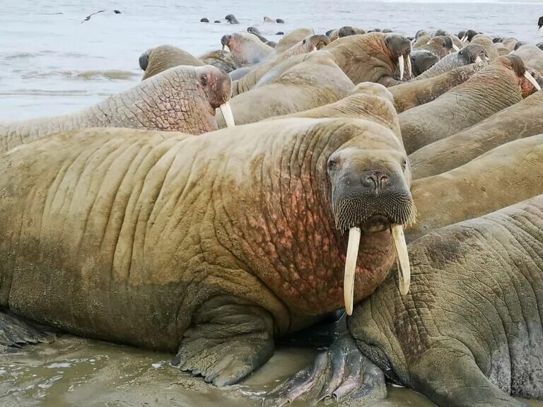 Моржового или моржевого. Морж моржиха и моржонок. Моржового или моржевого. Моржового или моржевого. Моржового или моржевого.