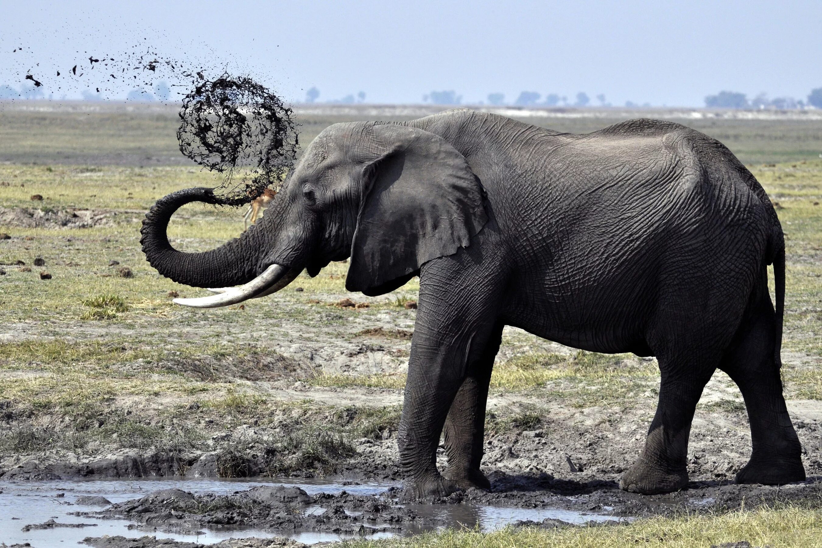 Слон elephant. Хоботные Африканский слон. Африканский саванский слон. Хобот и бивни слона. Лоно.