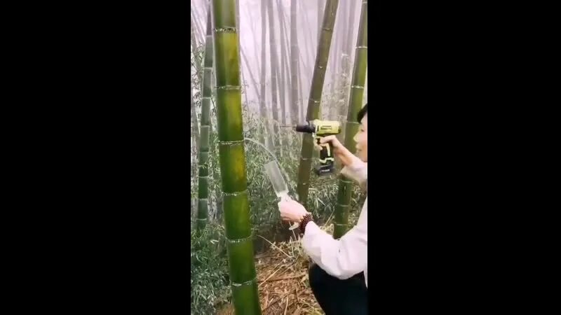 Бамбук съедобный. Бамбук гигантский. Цвет бамбук. Сок из бамбука в саудовской аравии. Воду добывать из бамбука.