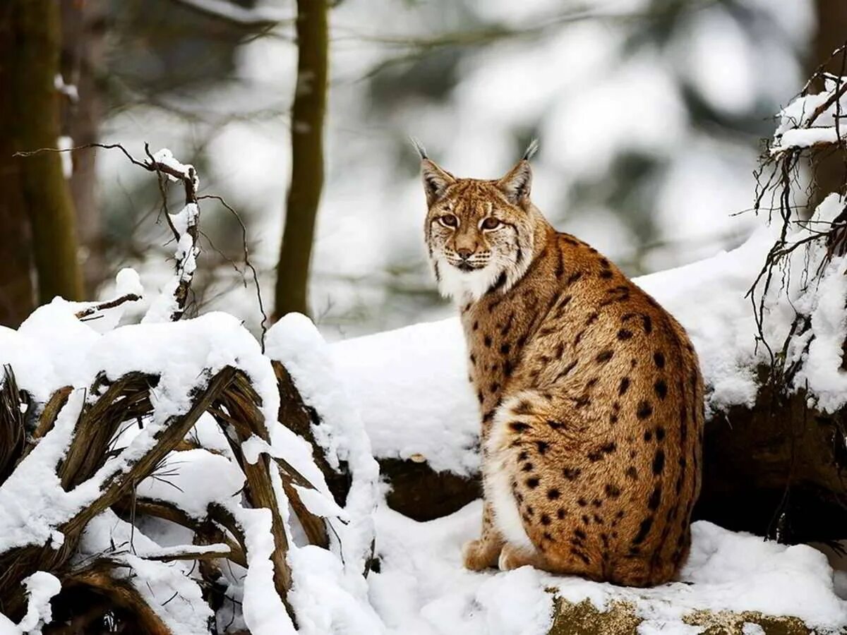 Рысь Уссурийской тайги. Lynx Lynx isabellinus. Рысь в тайге. Рысь зимой. Рысь и птицы