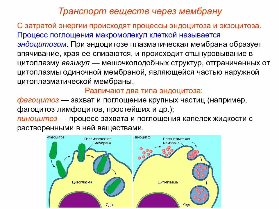 Эндоцитоз транспорт. Фагоцитоз и эндоцитоз. Эндоцитоз этапы фагоцитоза пиноцитоз экзоцитоз. Эндоцитоз клетки.