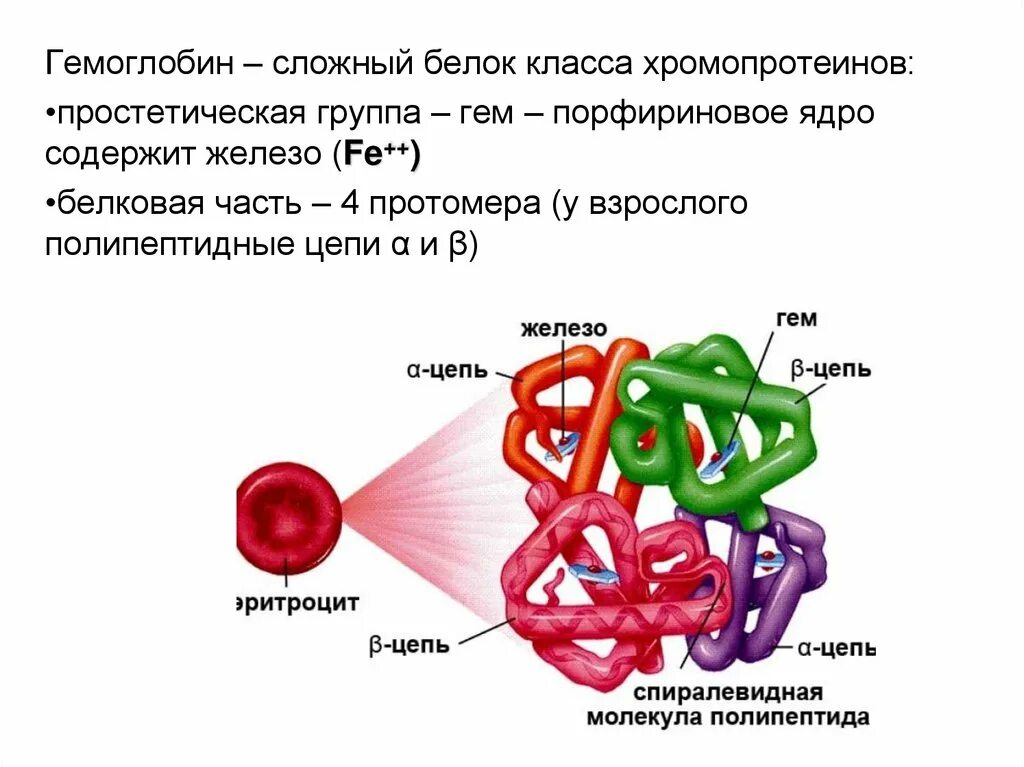 Хромопротеины. Протомер гемоглобина. Хромопротеины строение. Простетическая группа гемоглобина представлена. Первая группа белков