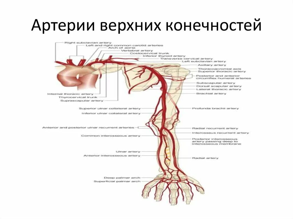 Схема кровообращения верхней конечности. Сосуды верхней конечности топографическая анатомия. Сосуды верхних конечностей анатомия схема. Схема артерий верхних конечностей строение. Кровообращение верхней конечности