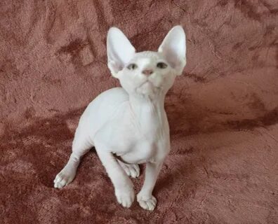 Котята сфинкса барнаул
