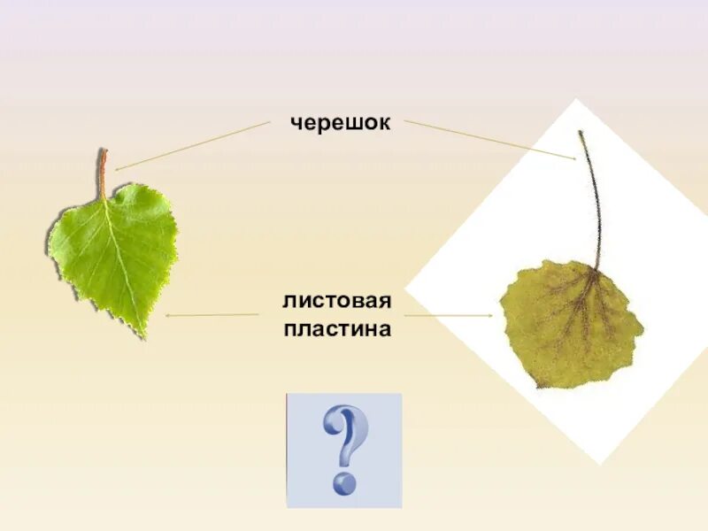 Листовая пластина. Морфологический разбор причастия план разбора. Листочек начальная форма. Как выполнить морфологический разбор слова. Деревья похожи на листья изо.