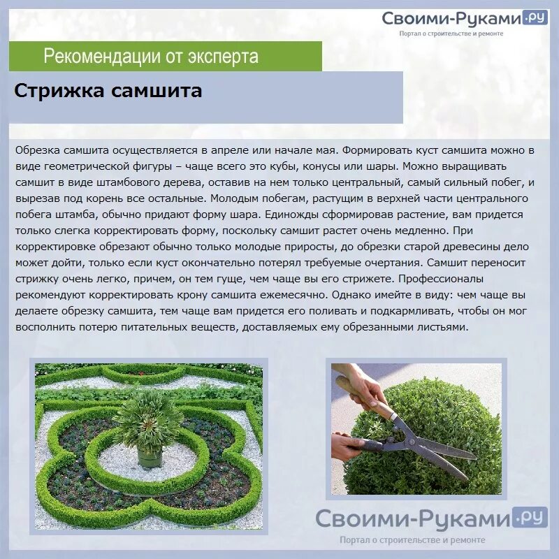 Чем удобрять самшит. Схема посадки самшита. живая изгородь быстрорастущая многолетняя вечнозеленая. схема посадки самшита в живых изгородях. стрижка самшита.