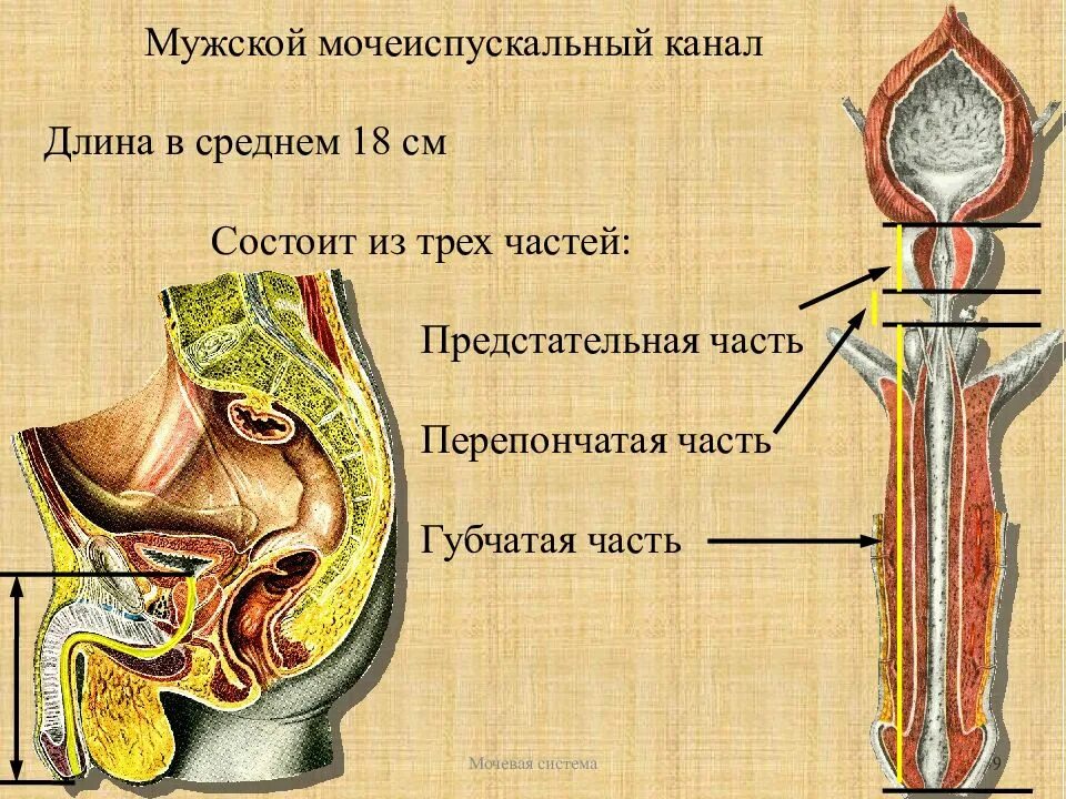 Особенности строения мочеиспускательного канала. Перепончатая часть мужской уретры. Перепончатая часть мужского мочеиспускательного канала. 3 Части мочеиспускательного канала у мужчин. Отделы мочеиспускательного канала анатомия.