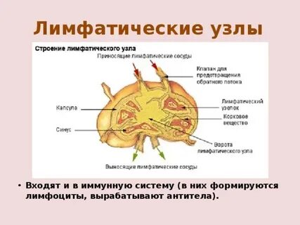 Строение узла