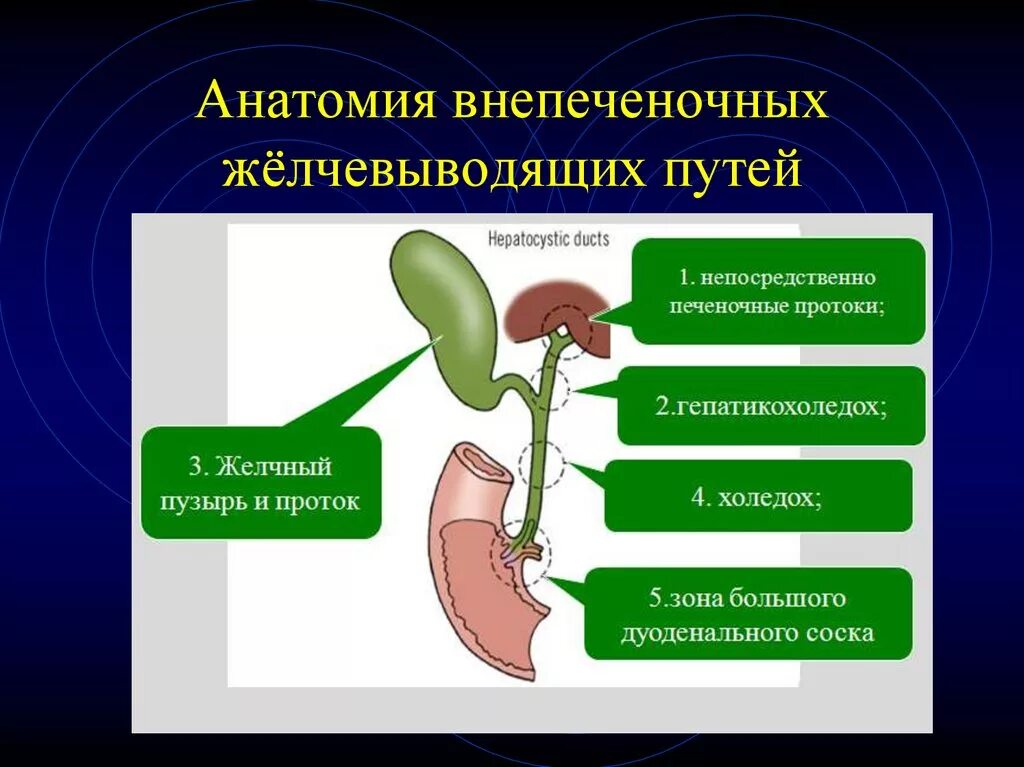 Внепеченочные желчевыводящие пути. Схема внепеченочных желчных путей. Схема оттока желчи. Внепеченочные желчевыводящие пути. Схема путей оттока желчи от печени.