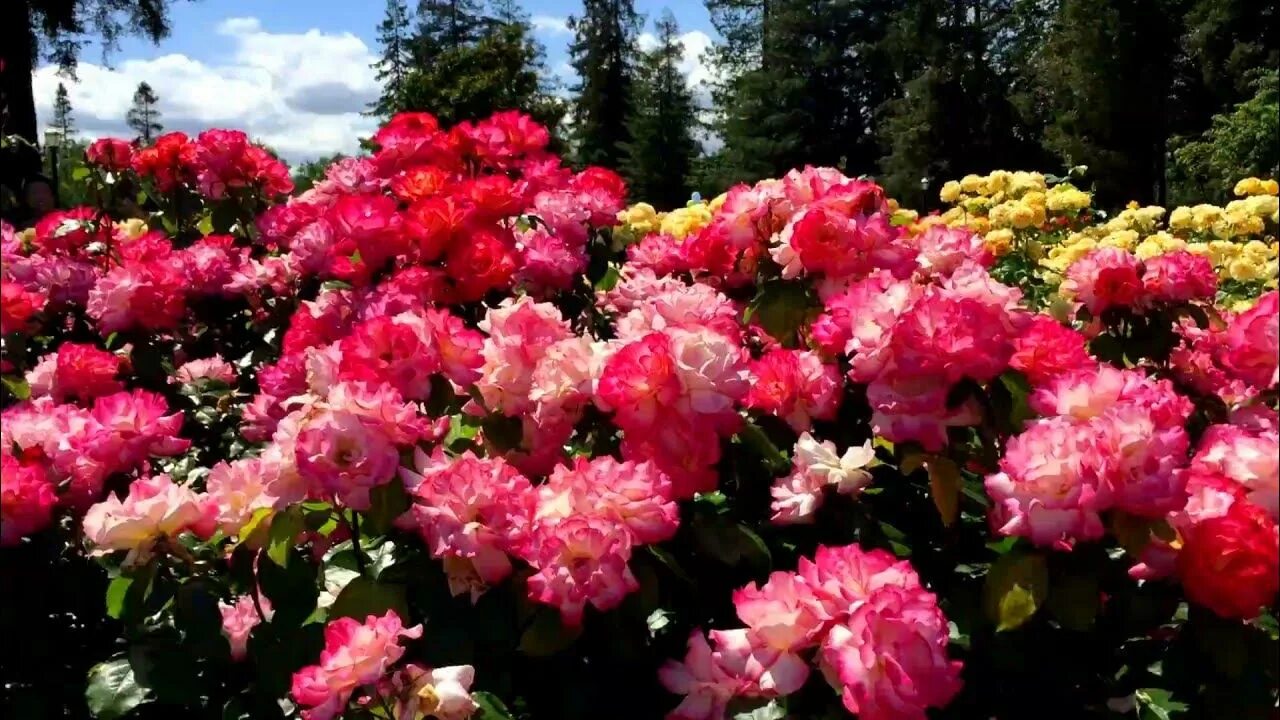 Какие розы цветут всю лета. Сан-Хосе Калифорния парк роз.