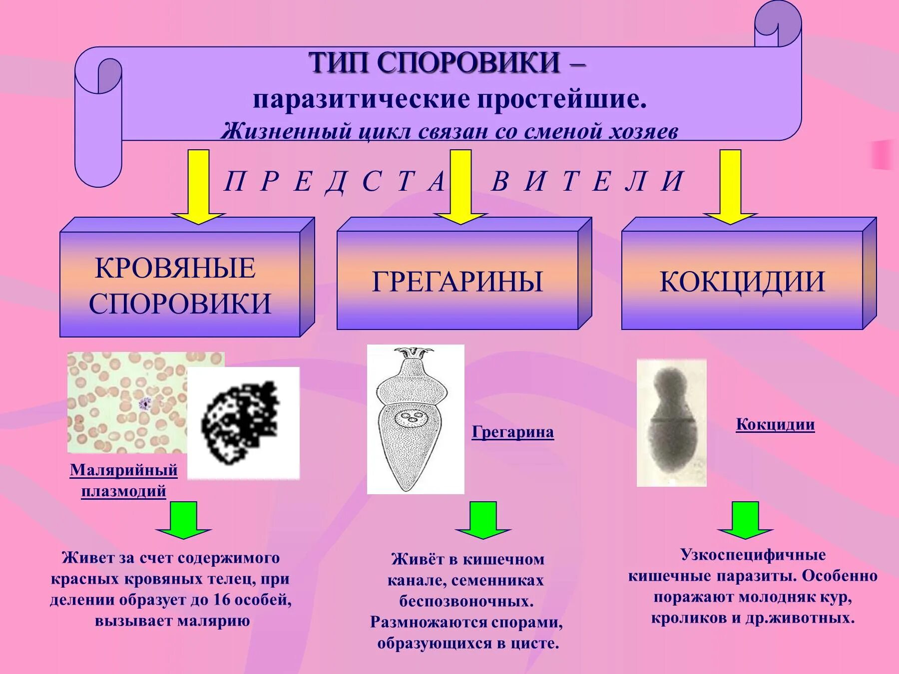 Выберите паразитических простейших ответ. Споровик грегарина. Простейшие класса споровиков. Споровики 7 класс. Представители споровиков 7 класс.