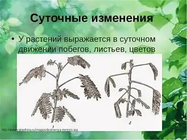 Изменения в природе летом 5 класс биология. Суточные изменения растений. Суточные и сезонные изменения биогеоценозов. Суточные и сезонные изменения растений. Суточные изменения биоценозов.