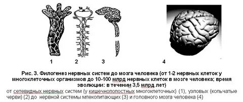 У каких животных сетчатая нервная система