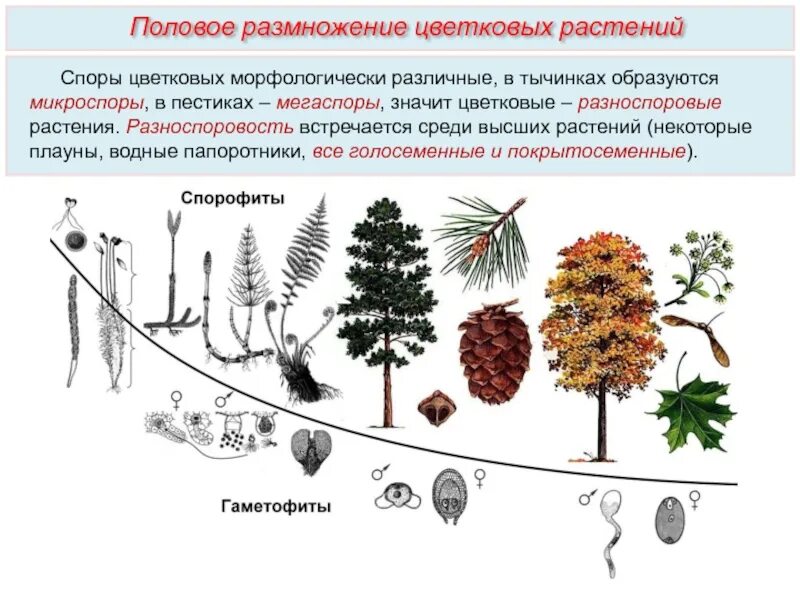 Преобладание спорофита в жизненном. Эволюция гаметофита растений. Эволюция гаметофита и спорофита схема. Жизненные циклы растений гаметофит и спорофит. Чередование поколений спорофита и гаметофита.