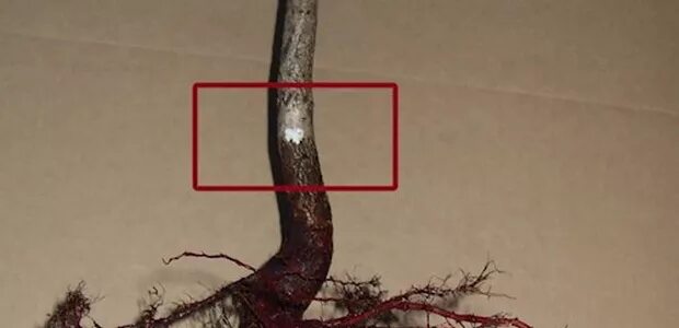 Картинки КОРНИ ГОЛУБОЙ ЕЛИ