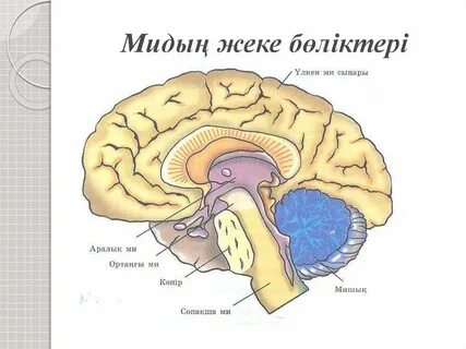 Үлкен пенистің жеке фотосы