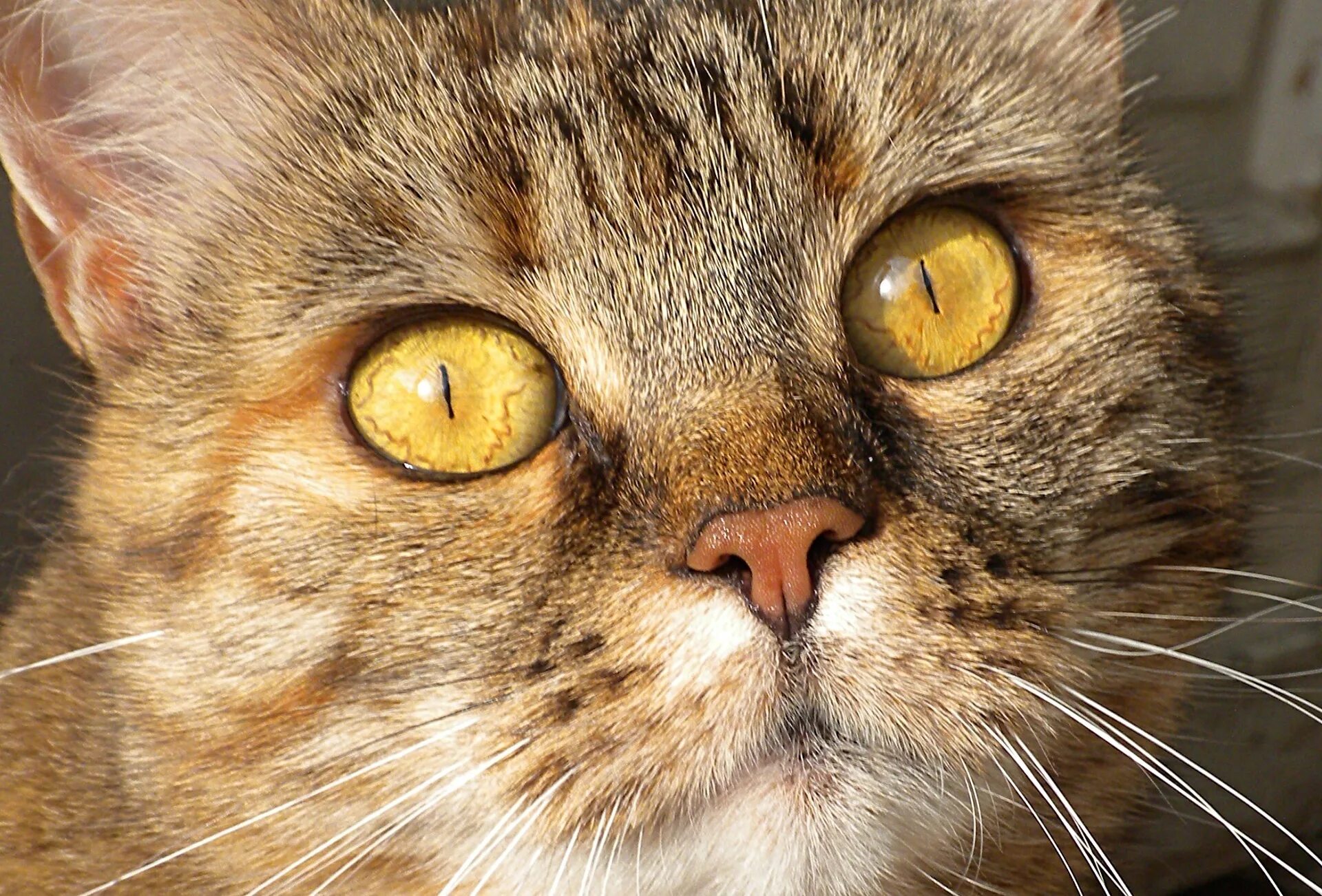 Как выглядел 1 кот. Кошка с желтыми глазами. глаза кошки. янтарные глаза у кошки. коты с желтыми глазами.