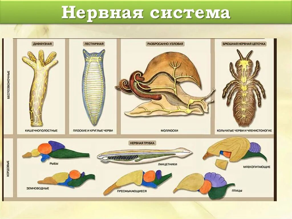 Тип нервной системы у позвоночных. Эволюция нервной системы беспозвоночных таблица. эволюция нервной системы беспозвоночных животных. эволюция нервной системы у животных таблица. эволюция систем органов беспозвоночных животных.