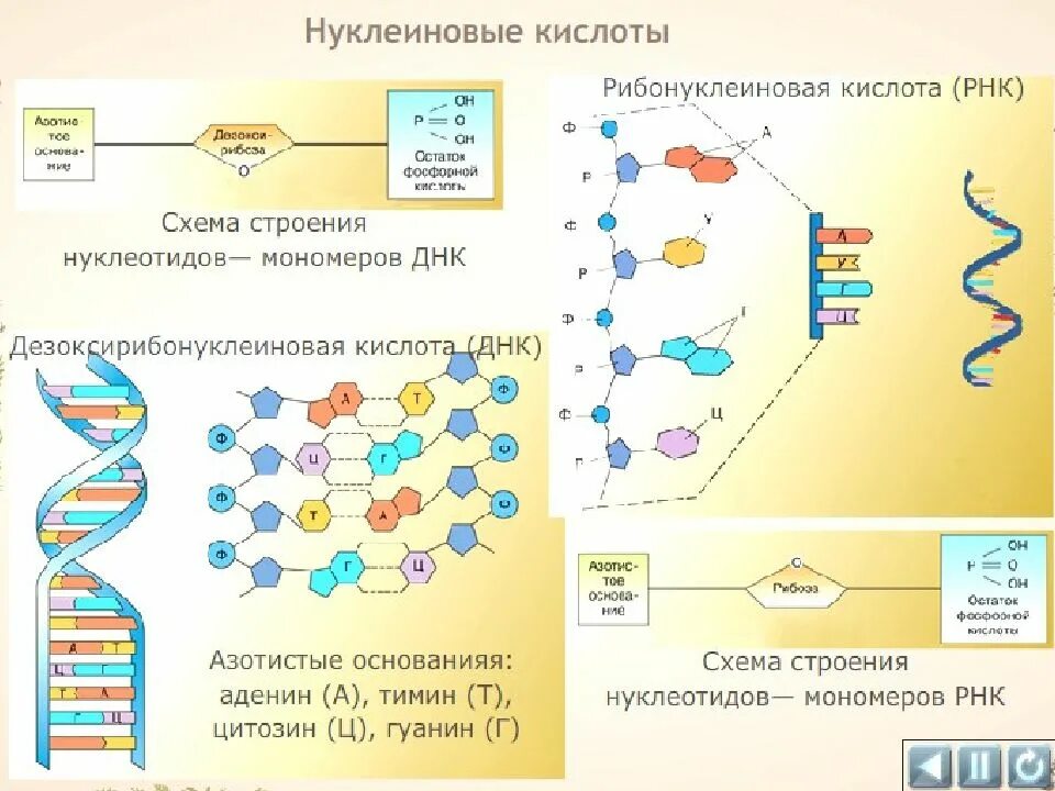 Химическая организация живого. 29. Химическая организация клетки. 2. Химическая организация клетки. Кластер "химическая организация клетки". 2 Химическая организация клетки (состав и функции веществ)..