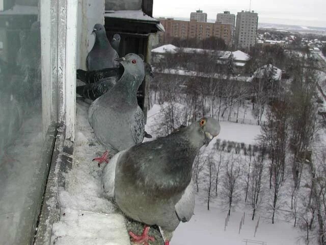 Голуби на крыше балкона. Голубь на окне зимой. Голуби на крыше. Голуби на балконе.