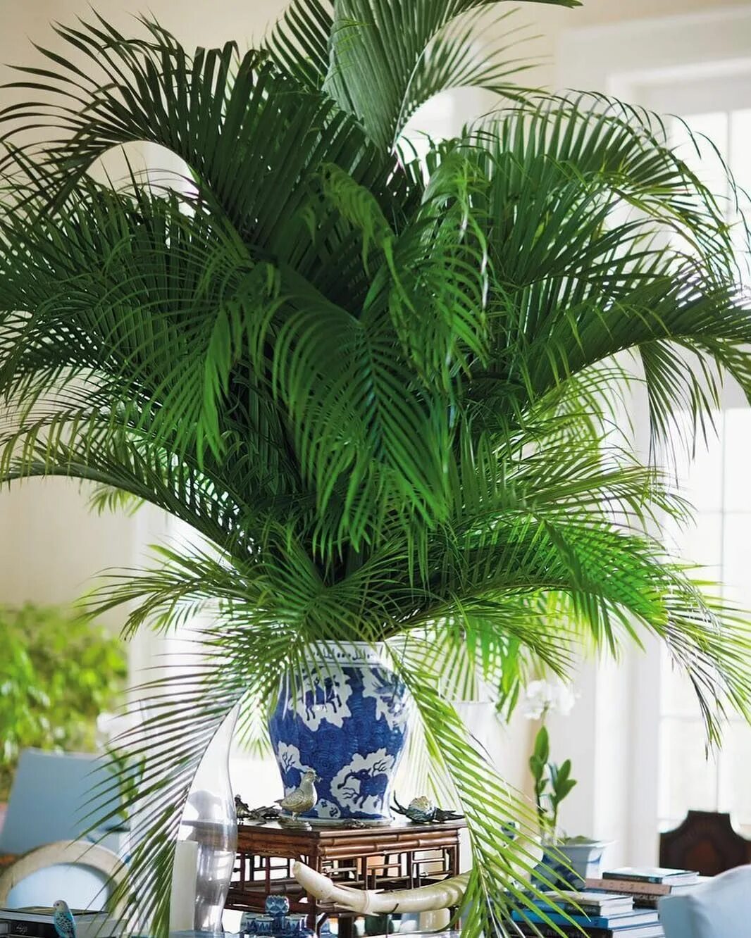 пальма ховея форстериана. горшечные растения. тротропические комнатные растения. ховея форстера дерево оранжерея. тропическая юкка.