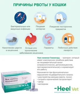Тошнит от запаха еды
